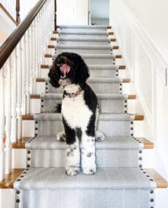 Dog on Middleton Nickle stair runner