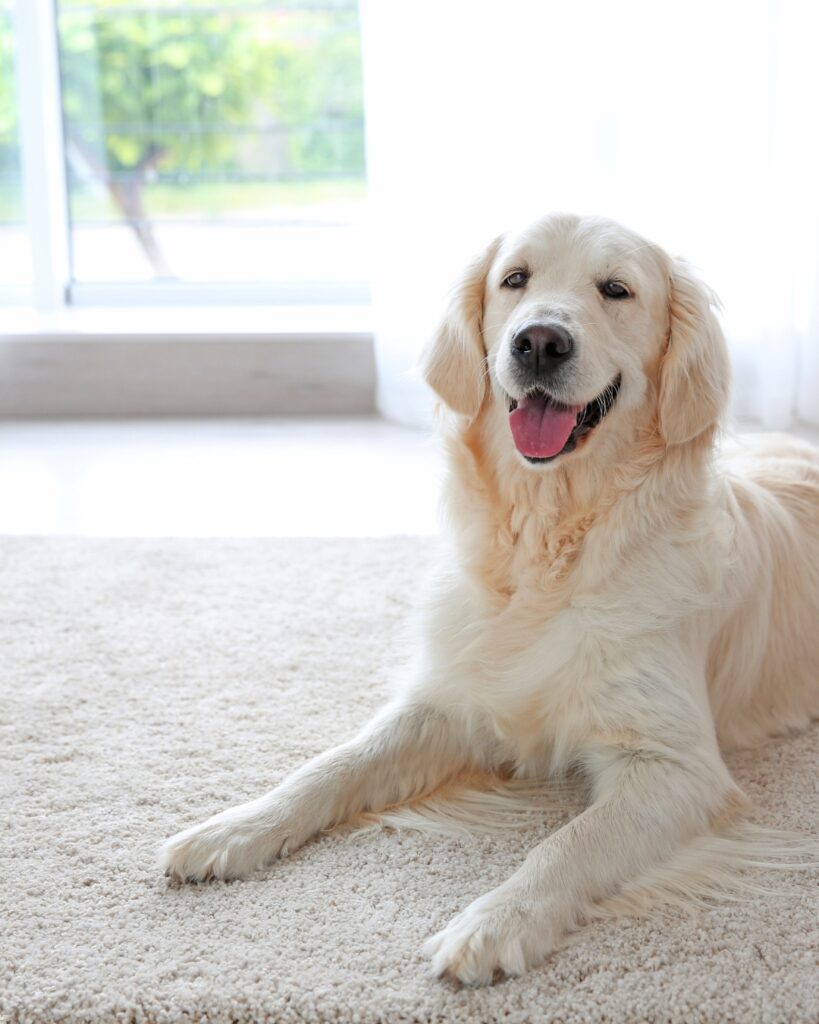 dog on carpet