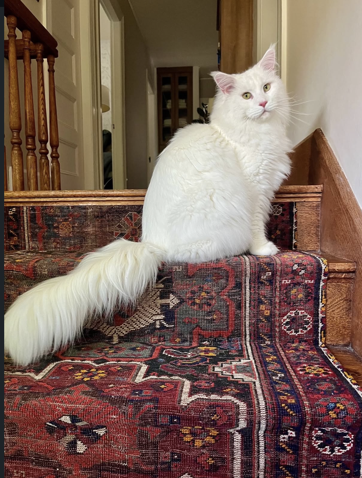 Cat relaxing on cut-pile cat-friendly carpet designed for comfort and easier maintenance.